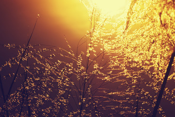 Flower grass in the summer.