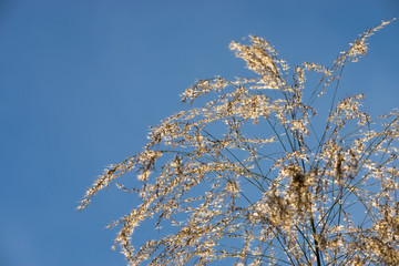 Flower grass in the summer.