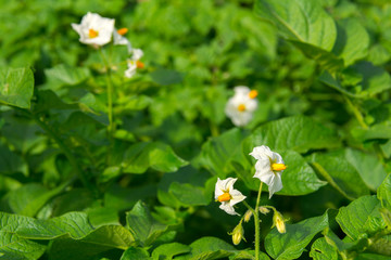 Potato flowers