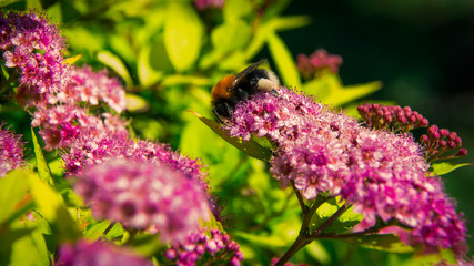 Japanese spirea in garden