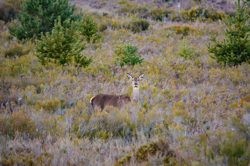 Female deer looking at camera in the bush
