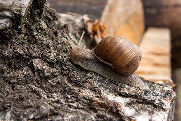 Burgundy snail (Helix, Roman snail, edible snail, escargot) crawling on the trunk of old aspen tree.
