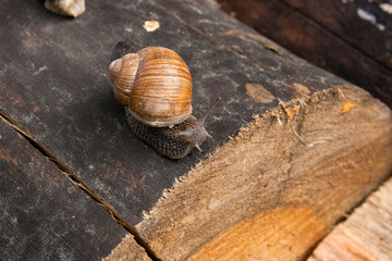 Close up view of Burgundy snail (Helix, Roman snail, edible snail, escargot) crawling on the trunk of old pine tree. .