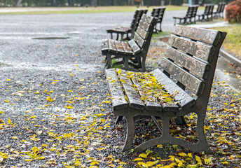 Empty benches in autumn park with fallen leaves.