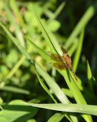 dragonfly hanging on grass leaf in garden