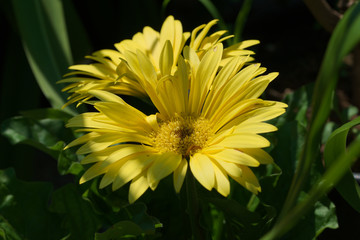 gelbe Gerbera