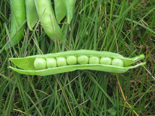 зеленый горошек