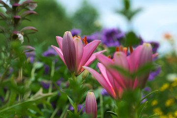 Fototapeta premium pink rosa leuchtende Lilien im Blumenbeet 