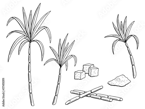 "Sugarcane graphic black white isolated sketch illustration vector