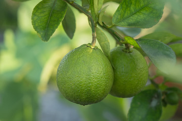Green Lime on tree.