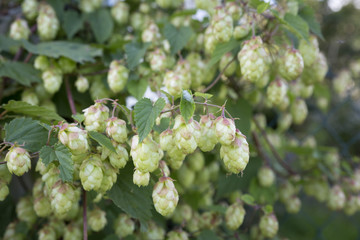 Hopfen (Humulus), Nahaufnahme