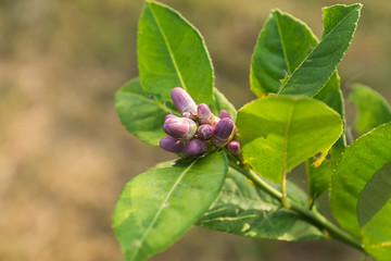 Lemon flower on tree.