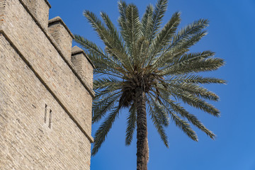Palm tree & Castle wall