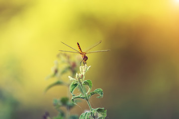 Small dragonfly on green leaves with sunlight.