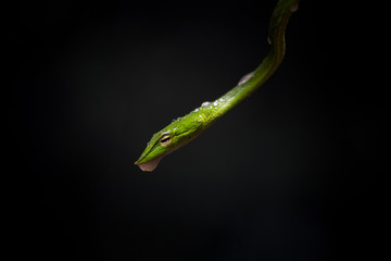 Green Vine Snake