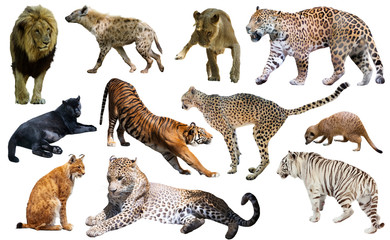 Set of African predators isolated over white