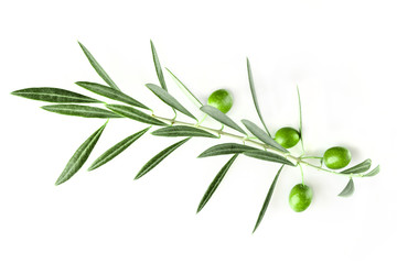 Branche d& 39 olivier vibrante avec des baies sur blanc