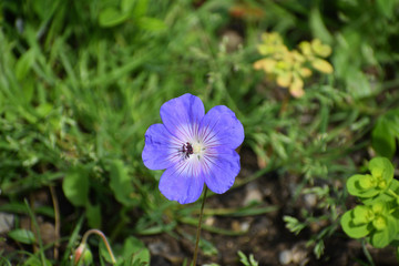 Purple flower
