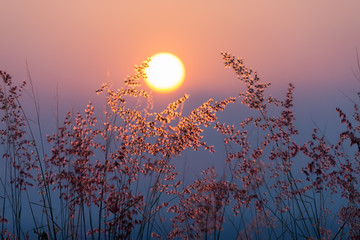 Obrazy na Szkle  Trawa kwiat na górze z zachodem słońca.