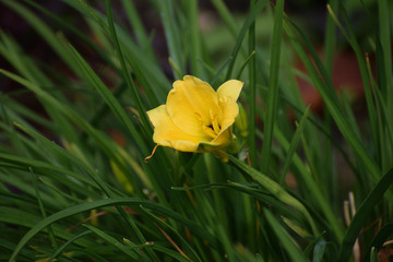 Yellow flower in the grass