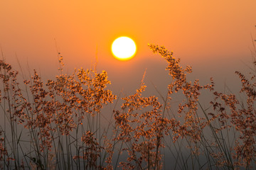 Flower grass on the mountain with sunset.