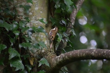 Treecreeper bird