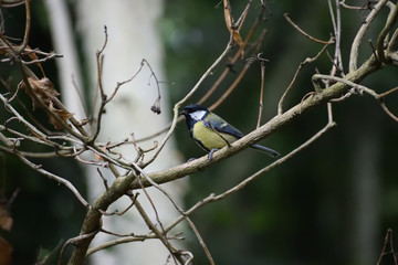 Great Tit on a branch
