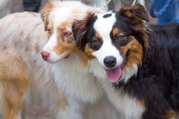 Hunting dog close-up