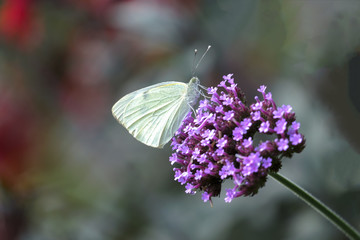 Großer Kohlweißling (Pieris brassicae)