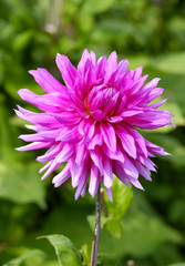 KaktusDahlie (Dahlia)