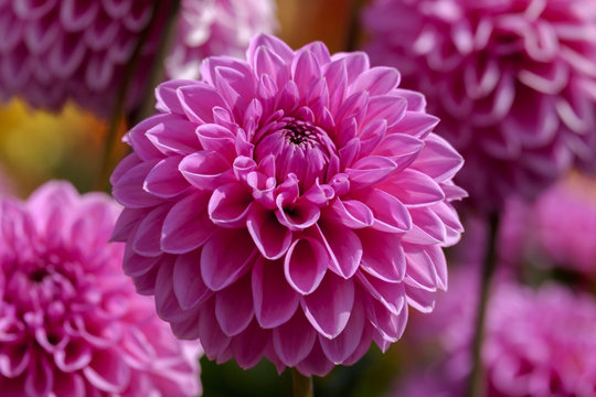 Ball-Dahlien (Dahlia) Sorte Sandra