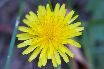 Hieracium umbellatum