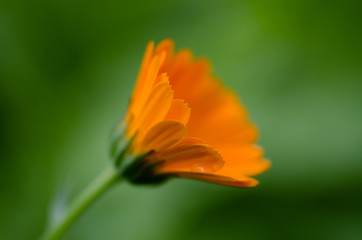 Sunny calendula