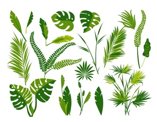 Foto op Plexiglas Tropische bladeren Set van tropische bladeren