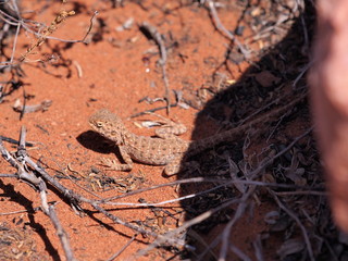Central Netted Dragon, Ctenophorus nuchalis at Trephina Gorge, east MacDonnell ranges near Alice Springs, Northern Territory, Australia 2017