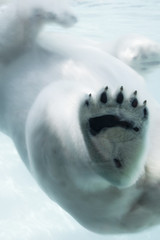 ours blanc