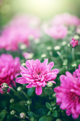 nature vintage macro closeup flowers in autumn