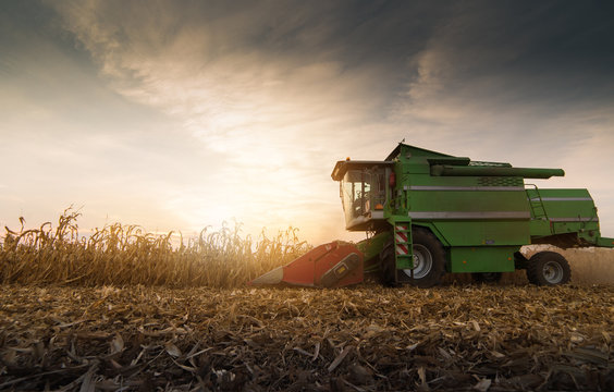 Harvesting Of Corn Field With Combine