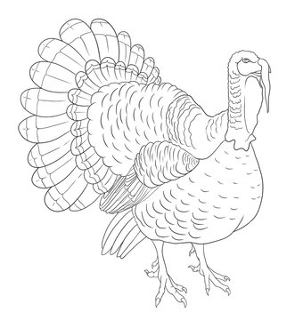 The turkey coloring book.