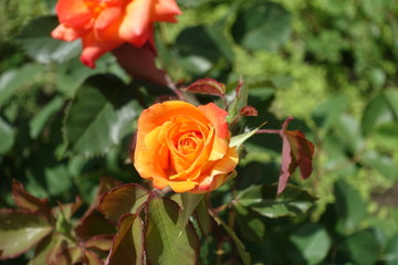 Half opened flower of orange garden rose