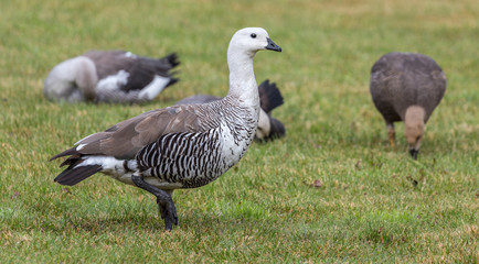 Close-up view of a male Magellan Goose (Chloephaga picta) at Torres del Paine N.P. (chile)