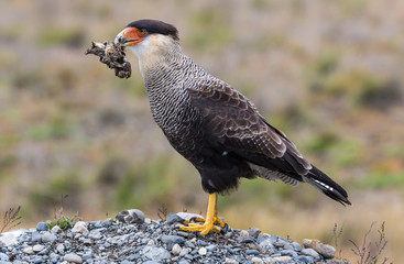 Southern crested caracara (Caracara plancus) at Torres del Paine N.P. (chile) with prey