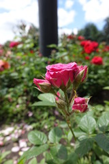 Pink roses in the flowerbed in june