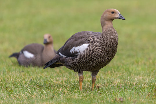 Close-up view of a female Magellan Goose (Chloephaga picta) at Torres del Paine N.P. (chile)