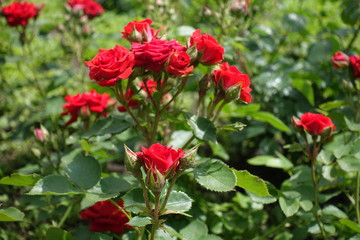 Cyme of small red rose flowers and buds