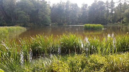 Jezioro w lesie © michalsen