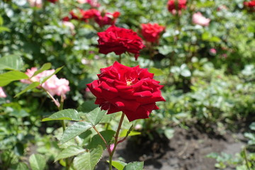 Fototapeta na wymiar Dark red flower of common garden rose
