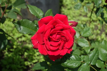 Flower of red garden rose from abose