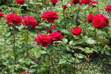 Flowering bushes of ruby red garden roses