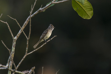 Guaracava-de-barriga-amarela (Elaenia flavogaster) | Yellow-bellied Elaenia photographed in Linhares, Espírito Santo - Southeast of Brazil. Atlantic Forest Biome.